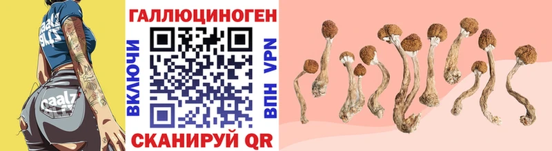 где продают   Курильск  МЕГА ссылка  Псилоцибиновые грибы Psilocybine cubensis 
